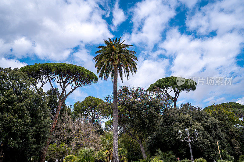 罗马Villa Borghese公园的热带树木